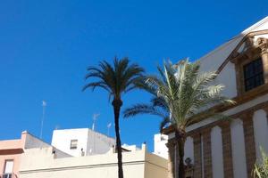 tamareiras no sul da península ibérica, cádiz, espanha, andaluzia foto