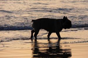 cachorro brincando na praia muito perto da água do mar foto