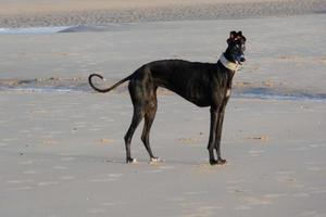 cachorro brincando na praia muito perto da água do mar foto