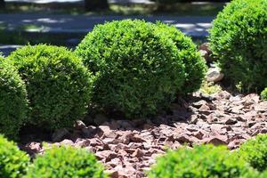 arbustos verdes decorativos. cerca. pedra arenito, granito. foto