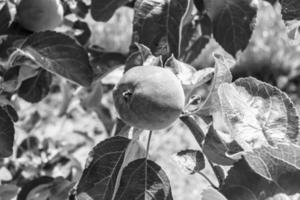 fotografia sobre o tema lindo ramo de frutas macieira foto