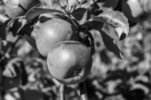 fotografia sobre o tema lindo ramo de frutas macieira foto