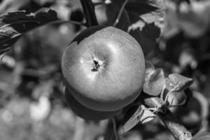 fotografia sobre o tema lindo ramo de frutas macieira foto