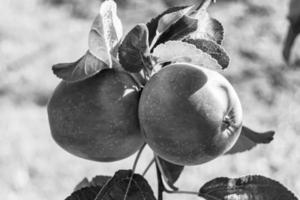 fotografia sobre o tema lindo ramo de frutas macieira foto