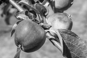 fotografia sobre o tema lindo ramo de frutas macieira foto