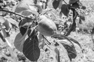 fotografia sobre o tema lindo ramo de frutas macieira foto