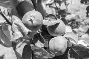 fotografia sobre o tema lindo ramo de frutas macieira foto