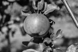 fotografia sobre o tema lindo ramo de frutas macieira foto