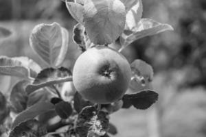 fotografia sobre o tema lindo ramo de frutas macieira foto