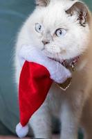 gato branco desajeitadamente usando um chapéu de papai noel vermelho. foto