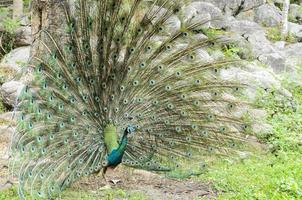 exibição de pavão macho foto