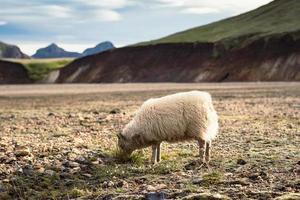 ovelha comendo grama na paisagem de pastagem photo foto