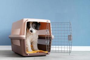 cão bonito bichon frise sentado no transportador de animais de estimação de viagem, fundo de parede azul foto