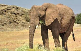 elefantes africanos foto