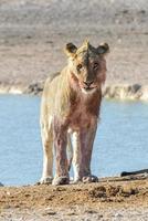 leão em etosha, namíbia foto