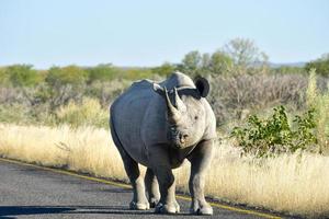 rinoceronte negro - parque nacional de etosha, namíbia foto