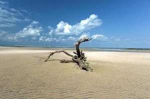 ilha de magaruque - moçambique foto