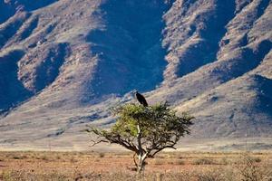 abutre - reserva natural de namibrand - namíbia foto