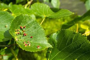 galha de unha de cal causada por ácaro de galha de unha vermelha eriophyes tiliae nas folhas de limão comum. foto