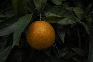 laranjas tropicais em um galho. vitaminas de saúde foto