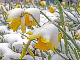 imagem de flores cobertas de neve após as férias de inverno foto