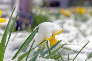 imagem de flores cobertas de neve após as férias de inverno foto