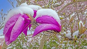 imagem de flores cobertas de neve após as férias de inverno foto