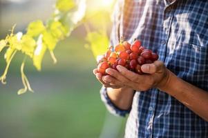 a mão do jovem agricultor asiático e os agricultores da colheita de uvas colaboram com uvas tintas recém-colhidas para produzir vinho tinto. foto