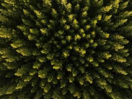 uma vista aérea superior de árvores verdes na floresta de pinheiros com cena do pôr do sol foto