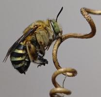 abelha listrada azul foto