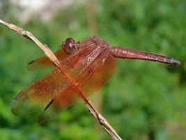 libélula empoleirada em um galho foto