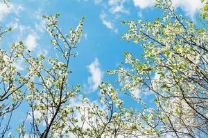 cerejeiras florescendo brancas no azul sk foto