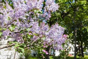 galhos lilás com flores na cidade de kiev na primavera foto