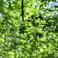 folhas verdes de acácia iluminadas pelo sol foto