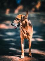 cão vadio na estrada foto