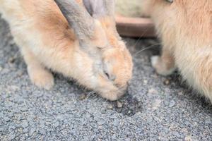 a família dos coelhos está se divertindo, andando, comendo, dormindo no chão e no concreto. foto