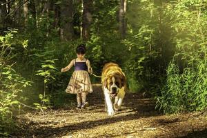 menina andando na floresta com um cachorro são bernardo. foto