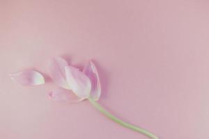 tulipa rosa com pétalas em plano de fundo rosa foto