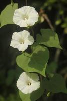 aniseia martinicensis pequenas flores estão florescendo lindamente na natureza. foto