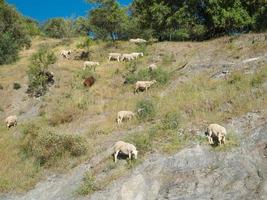 rebanho de ovelhas pastando em uma montanha, área selvagem. ovelhas e cordeiro comendo grama no rebanho. agricultura ao ar livre. paisagem bonita. animais no deserto. dia ensolarado, clima incrível. foto