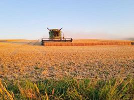 colheita combina trabalhando no campo de trigo na hora do pôr do sol, transporte agrícola moderno. colheitadeira. colheita rica. imagem da agricultura. foto