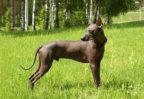 mexicano sem pelos, xoloitzcuintle. lindo cão adulto ao ar livre. raça rara de cachorro, xolo. tamanho padrão. dia ensolarado. foto