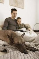 cão como membro da família. mexicano sem pelos, xoloitzquintle. cão adulto na cama em casa, com homem e menino. cores naturais da terra. ambiente aconchegante. pai lê livro, conto de fadas para seu filho. foto