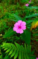 flor de gerânio, uma planta herbácea natural, de cor rosa com um fundo desfocado de folhas verdes foto