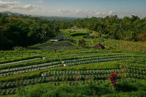 fundo da natureza, uma vista do campo de arroz verde exuberante em um dia ensolarado em uma área de aldeia em bali-indonésia foto
