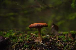 cogumelo na floresta sozinho, tempo de primavera. foto