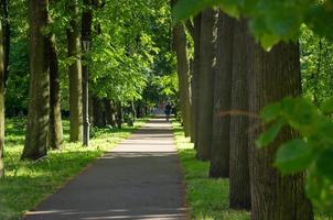 um passeio no parque na estrada entre as árvores. estacionar no verão foto