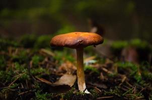 cogumelo na floresta sozinho, tempo de primavera. foto