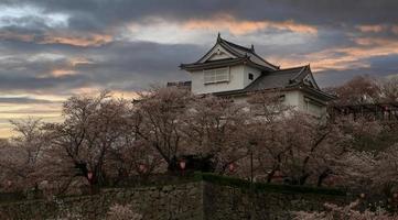castelo de okayama tsuyama, parque kakuzan quando as cerejeiras florescem. foto