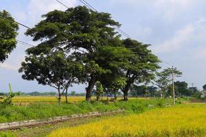 campo de agricultura de planta de arroz na Indonésia campo de agricultura de planta de arroz na Indonésia foto